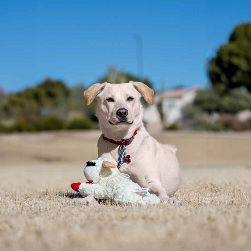 Lamb Chop - Knuffelvriendje voor uw hond