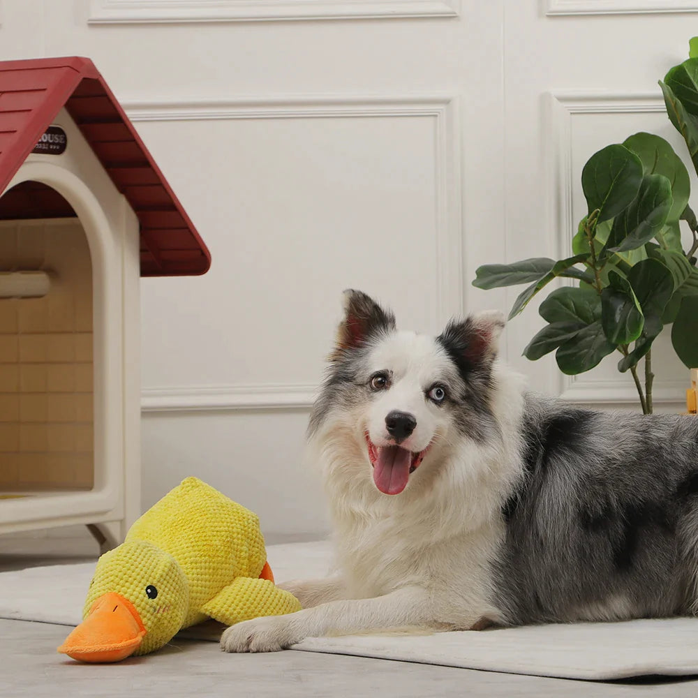 Wuff Duck - Ontspannend spel voor honden